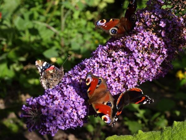 Buddliea with Butterflies