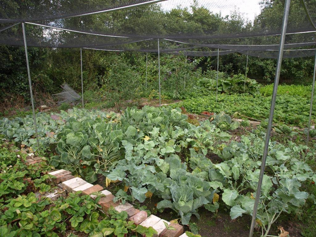 Kitchen Garden with Fruit Cage