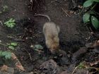 Brown Rat