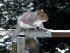 Grey Squirrel.