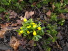 Aconite