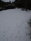 Tracks in the snow