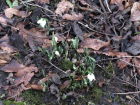 Snowdrops