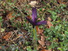 Dwarf Iris