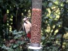 Great Spotted Woodpecker.