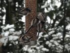 Long Tailed Tits