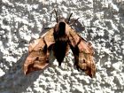 Poplar Hawk Moth