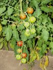 Shirley tomatoes