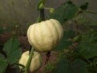 Winter Squash