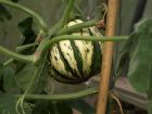 Summer Squash