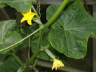 Young cucumbers