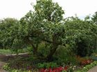 Bramley Apple Tree