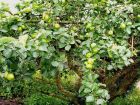 Half grown Bramley apples