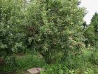 Laxtons Fortune apple tree