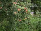 Laxton&#039;s Fortune apples