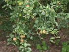Egremont Russet apple tree