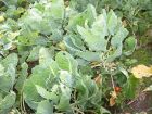 Young Brussel Sprout Plants