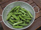 Early Pea Excellenz